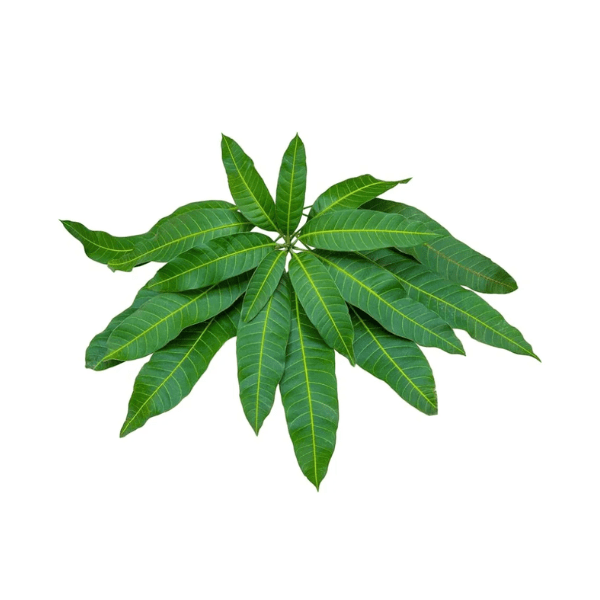 Puja Aam Shora Mango Leaves12 pcs